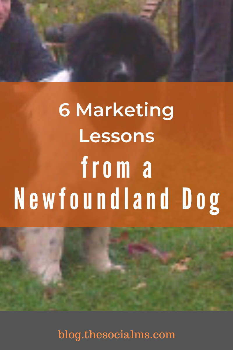 here are 6 marketing lessons that Mikos the gentle teddy bear you can see in my Twitter avatar and Fellow the playful, agile young black-and-white Newfoundland dog that you can find in my Facebook profile want to teach you. #marketinglessons #onlinemarketing #socialmediamarketing #digitalmarketing
